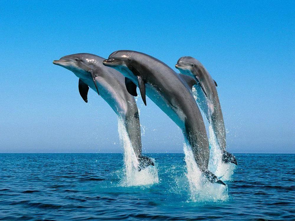 Indo-Pacific bottlenose dolphins in the waters of Watamu Kenya